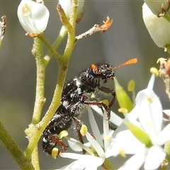 Scrobiger idoneus (Checkered beetle) at Kambah, ACT - 16 Dec 2024 by HelenCross