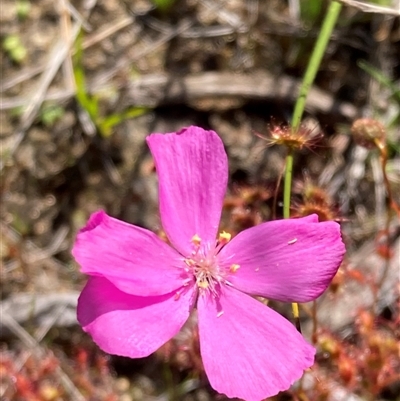 Drosera drummondii (Drummond's Sundew) at Augusta, WA - 15 Oct 2024 by AnneG1