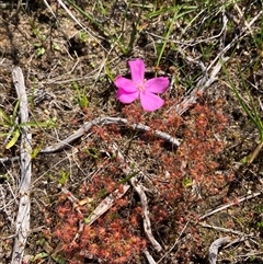 Drosera drummondii at Augusta, WA - 15 Oct 2024 02:26 PM
