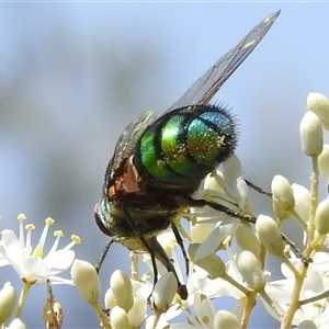 Rutilia (Chrysorutilia) sp. (genus & subgenus) (A Bristle Fly) at Kambah, ACT by HelenCross