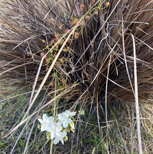 Drosera macrantha at Augusta, WA - 15 Oct 2024 02:33 PM