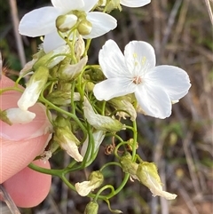 Drosera macrantha at Augusta, WA - 15 Oct 2024 02:33 PM