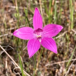 Elythranthera emarginata at Augusta, WA - 15 Oct 2024