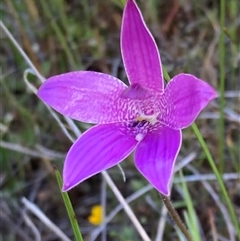Elythranthera emarginata at Augusta, WA - suppressed