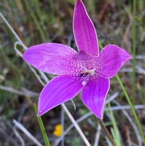 Elythranthera emarginata at Augusta, WA - 15 Oct 2024