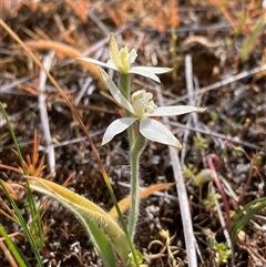 Caladenia marginata (White Fairy Orchid) at Augusta, WA - 15 Oct 2024 by AnneG1