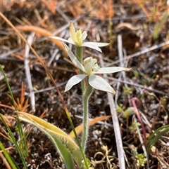 Caladenia marginata at Augusta, WA - 15 Oct 2024 by AnneG1