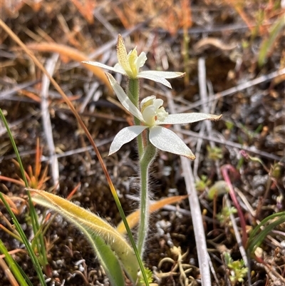 Caladenia marginata (White Fairy Orchid) at Augusta, WA - 15 Oct 2024 by AnneG1
