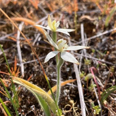 Caladenia marginata at Augusta, WA - 15 Oct 2024 by AnneG1