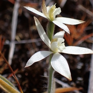 Caladenia marginata at Augusta, WA - suppressed