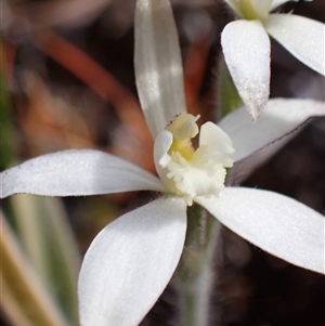 Caladenia marginata at Augusta, WA - suppressed