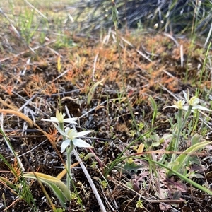 Caladenia marginata at Augusta, WA - suppressed