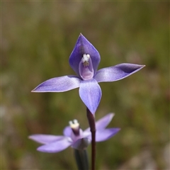 Thelymitra pauciflora (Slender Sun Orchid) at Tallong, NSW - 28 Oct 2024 by RobG1