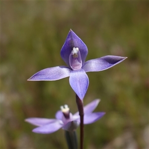 Thelymitra pauciflora at Tallong, NSW - suppressed