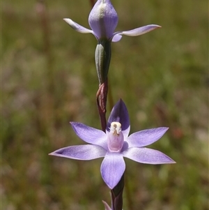 Thelymitra pauciflora at Tallong, NSW - suppressed