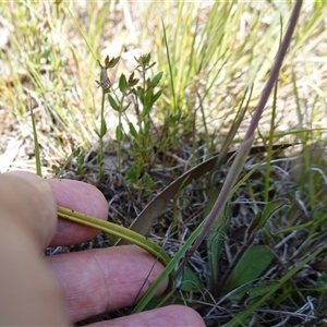 Thelymitra pauciflora at Tallong, NSW - suppressed