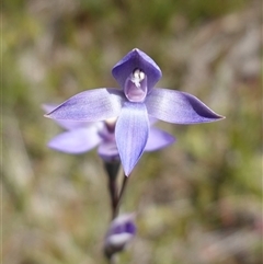 Thelymitra pauciflora at Tallong, NSW - suppressed