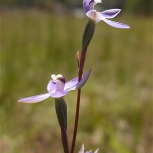 Thelymitra pauciflora at Tallong, NSW - suppressed