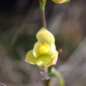 Thelymitra flexuosa at Augusta, WA - suppressed