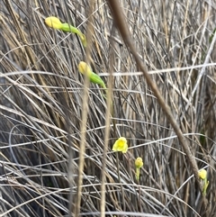 Thelymitra flexuosa at Augusta, WA - suppressed