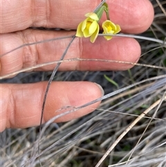 Thelymitra flexuosa at Augusta, WA - suppressed