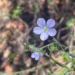 Linum marginale (Native Flax) at Hackett, ACT - 16 Dec 2024 by JaneR