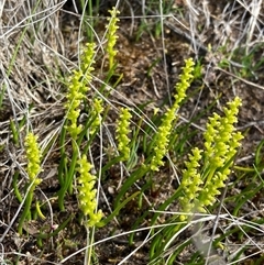 Microtis atrata (Yellow Onion Orchid) at Augusta, WA - 15 Oct 2024 by AnneG1