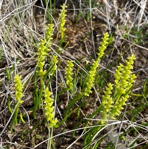 Microtis atrata at Augusta, WA by AnneG1