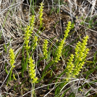 Microtis atrata (Yellow Onion Orchid) at Augusta, WA - 15 Oct 2024 by AnneG1