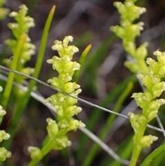 Microtis atrata at Augusta, WA - suppressed