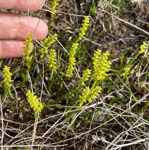 Microtis atrata at Augusta, WA - suppressed