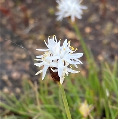 Unidentified Other Wildflower or Herb at Augusta, WA - 15 Oct 2024 by AnneG1