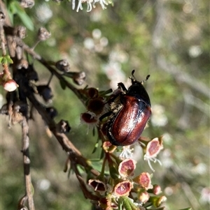 Bisallardiana gymnopleura (Brown flower chafer) at Conder, ACT by Shazw