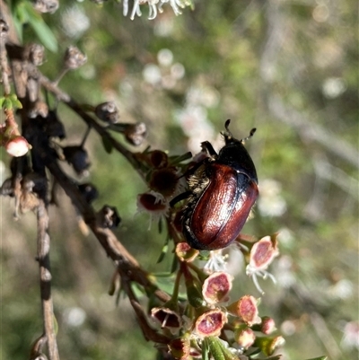 Bisallardiana gymnopleura (Brown flower chafer) at Conder, ACT - 16 Dec 2024 by Shazw