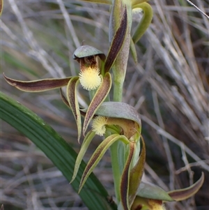 Lyperanthus serratus (Rattle Beaks) at Augusta, WA by AnneG1