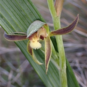 Lyperanthus serratus at Augusta, WA - suppressed