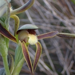 Lyperanthus serratus at Augusta, WA - suppressed