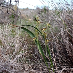 Lyperanthus serratus at Augusta, WA - suppressed