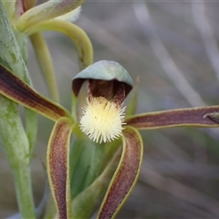 Lyperanthus serratus at Augusta, WA - suppressed