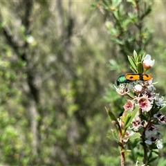 Castiarina scalaris (Scalaris jewel beetle) at Conder, ACT - 16 Dec 2024 by Shazw