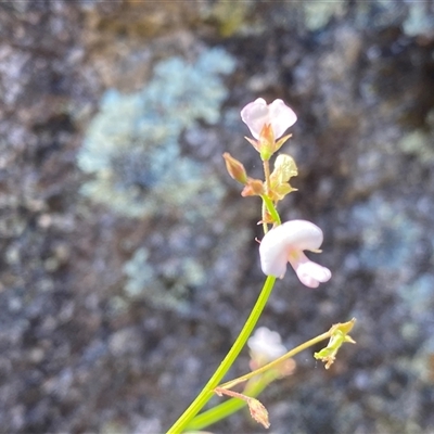 Grona varians (Slender Tick-Trefoil) at Conder, ACT - 16 Dec 2024 by Shazw