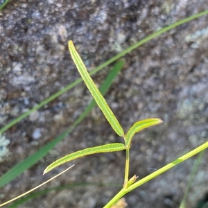 Grona varians at Conder, ACT - suppressed