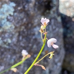 Grona varians at Conder, ACT - suppressed