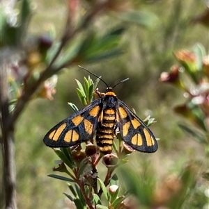 Amata nigriceps at Conder, ACT - suppressed