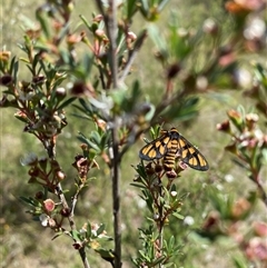 Amata nigriceps at Conder, ACT - suppressed