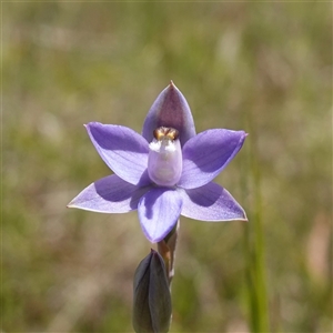 Thelymitra sp. at Tallong, NSW - suppressed