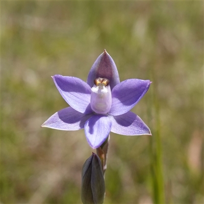 Cyanicula caerulea at Tallong, NSW - 28 Oct 2024 by RobG1