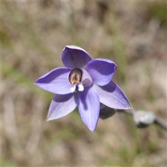 Thelymitra (Genus) at Tallong, NSW - suppressed
