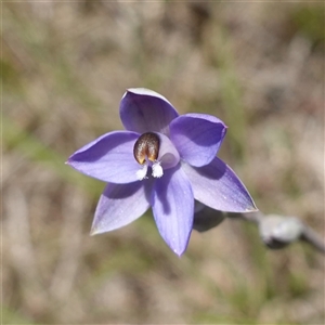 Thelymitra sp. at Tallong, NSW - suppressed