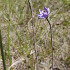 Thelymitra sp. at Tallong, NSW - suppressed